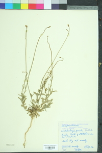 Wahlenbergia marginata image