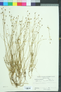 Wahlenbergia marginata image