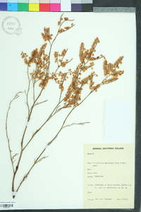 Polygonella americana image