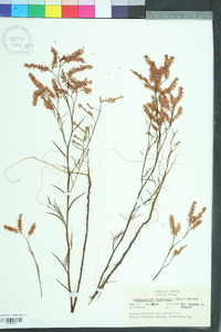 Polygonella fimbriata image