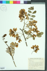 Robinia hispida image