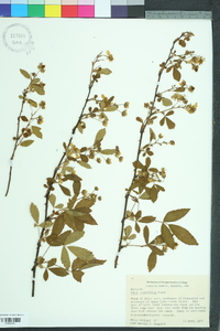 Rubus cuneifolius image