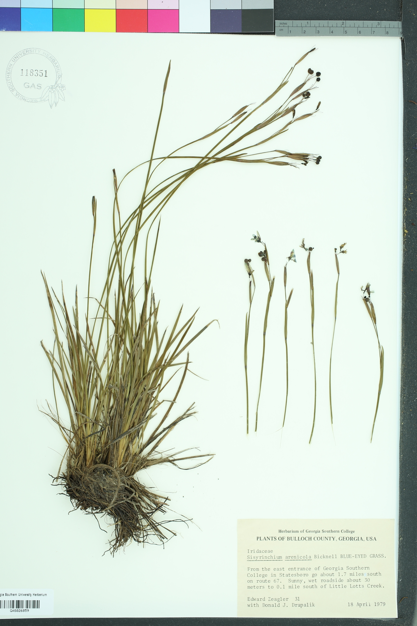 Sisyrinchium fuscatum image