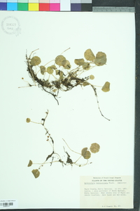 Hydrocotyle verticillata image