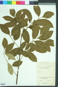 Fraxinus caroliniana image