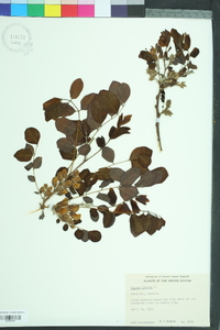 Robinia hispida image