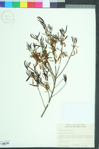 Quercus pumila image