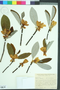 Magnolia virginiana image