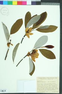 Magnolia virginiana image