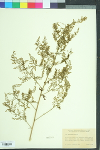 Artemisia annua image