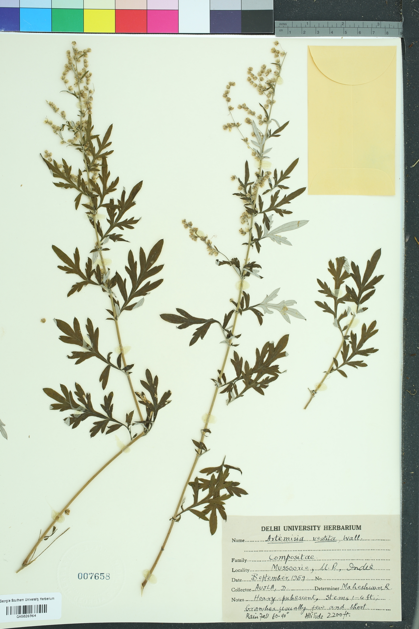 Artemisia vestita image