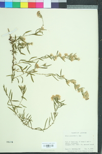 Symphyotrichum ericoides image