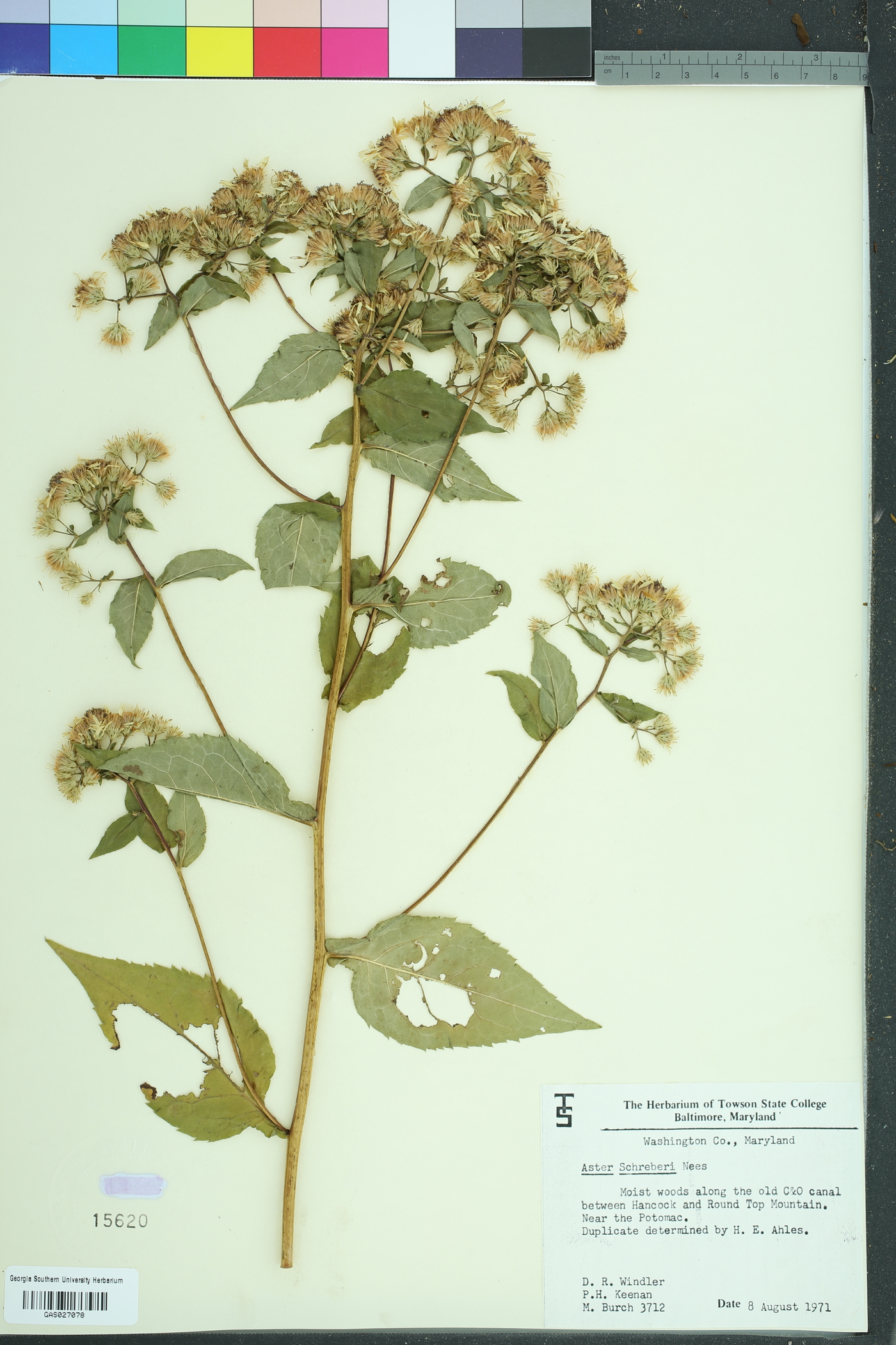 Eurybia schreberi image