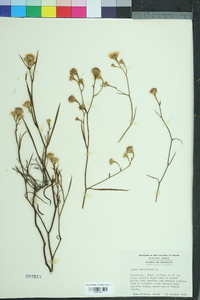 Symphyotrichum tenuifolium image