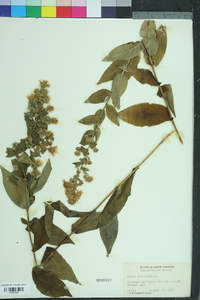 Symphyotrichum undulatum image