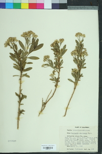 Baccharis salicifolia image