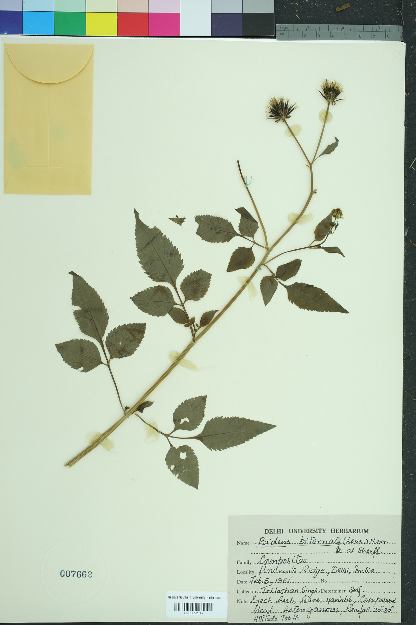 Bidens biternata image