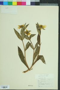 Bidens laevis image