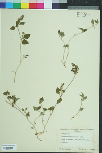 Calyptocarpus vialis image