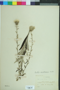 Cirsium carolinianum image