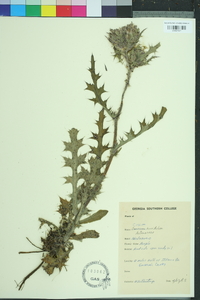 Cirsium horridulum image