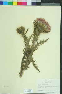 Cirsium pumilum image