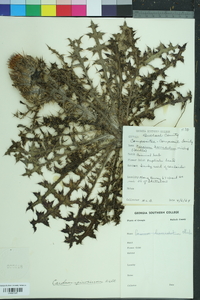 Cirsium horridulum image