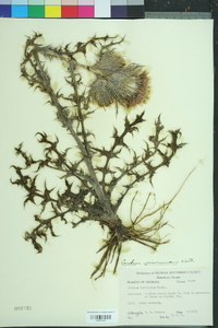 Cirsium horridulum image