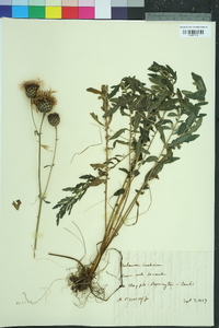 Centaurea scabiosa image