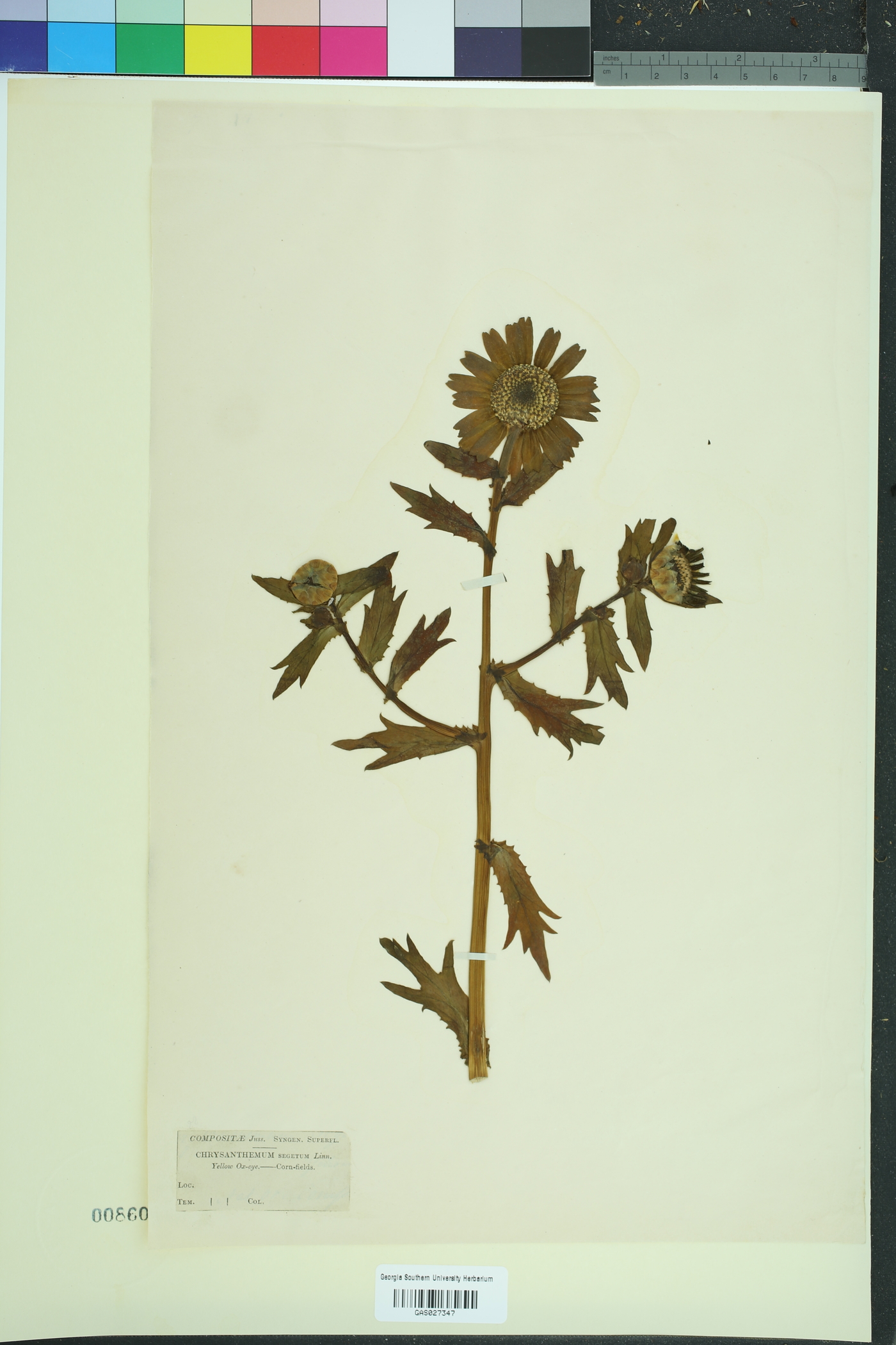Glebionis segetum image