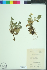 Chrysogonum virginianum image