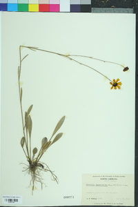 Coreopsis gladiata image