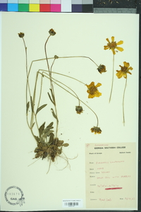 Coreopsis lanceolata image