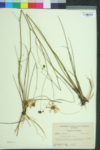 Coreopsis nudata image