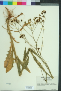 Crepis pulchra image