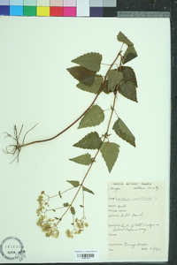 Ageratina aromatica image