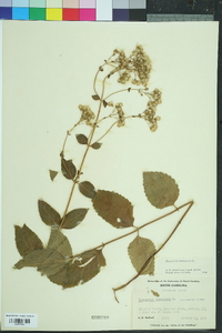 Ageratina aromatica image