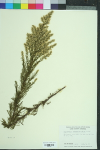 Eupatorium compositifolium image