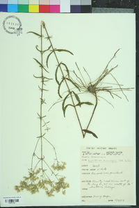 Eupatorium leucolepis image