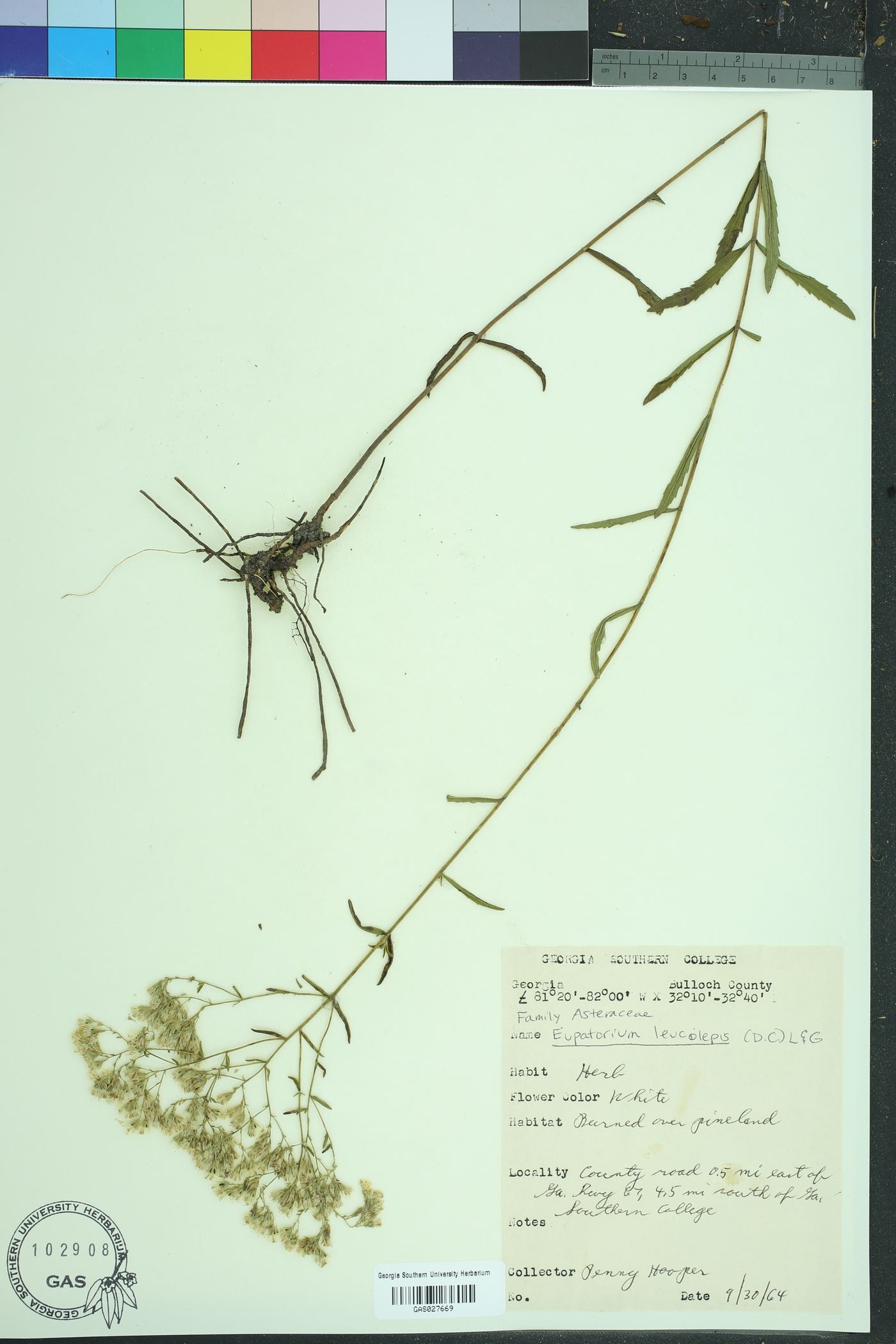 Eupatorium leucolepis image