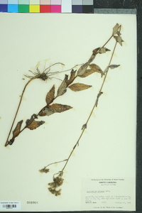 Eupatorium pilosum image