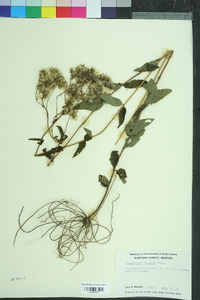 Eupatorium pilosum image