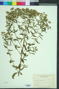 Eupatorium mohrii image