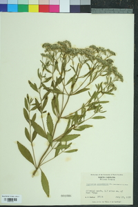 Eupatorium semiserratum image