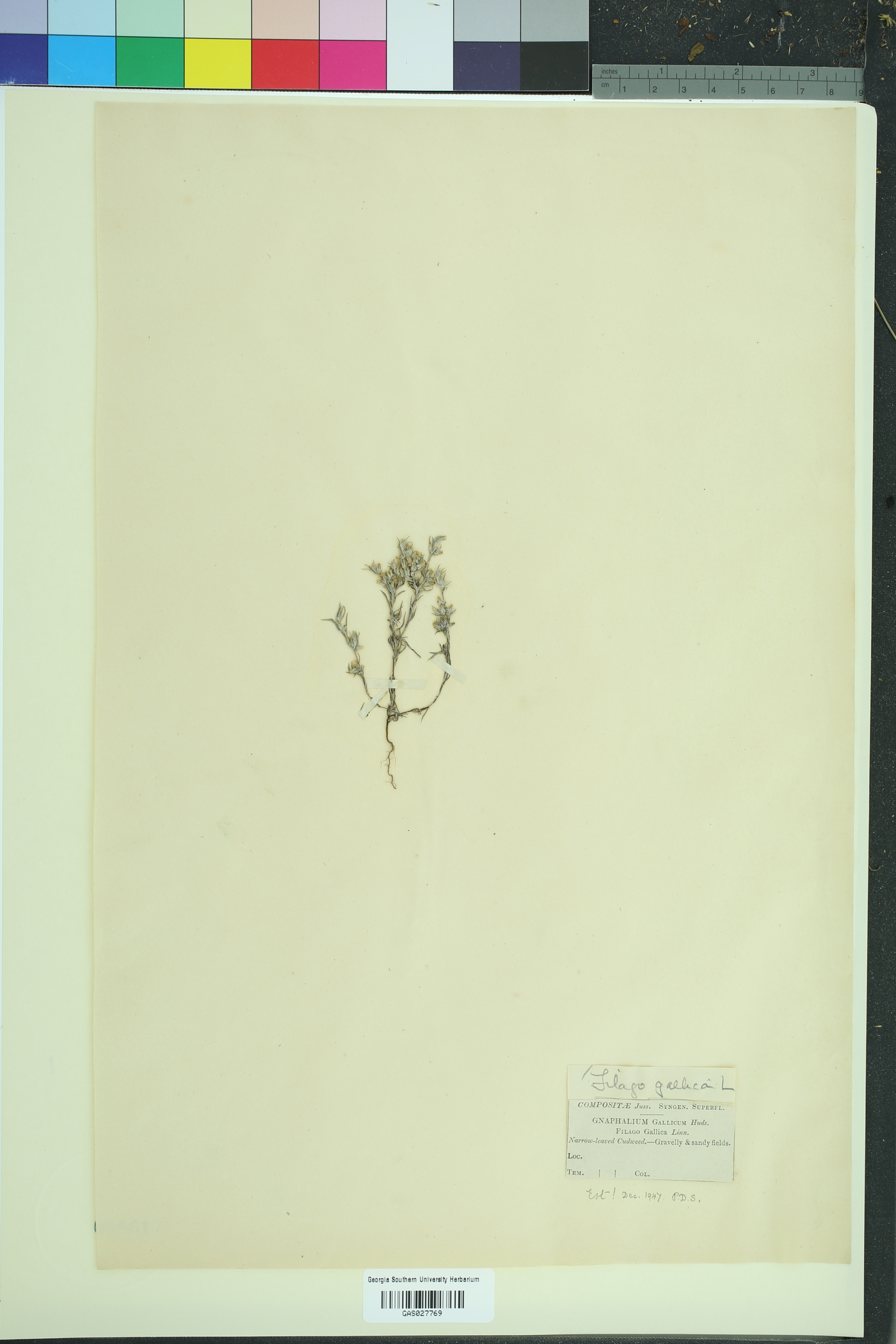 Logfia gallica image