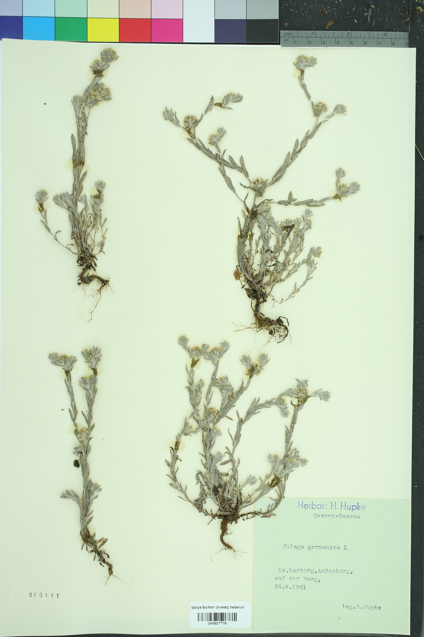 Filago vulgaris image