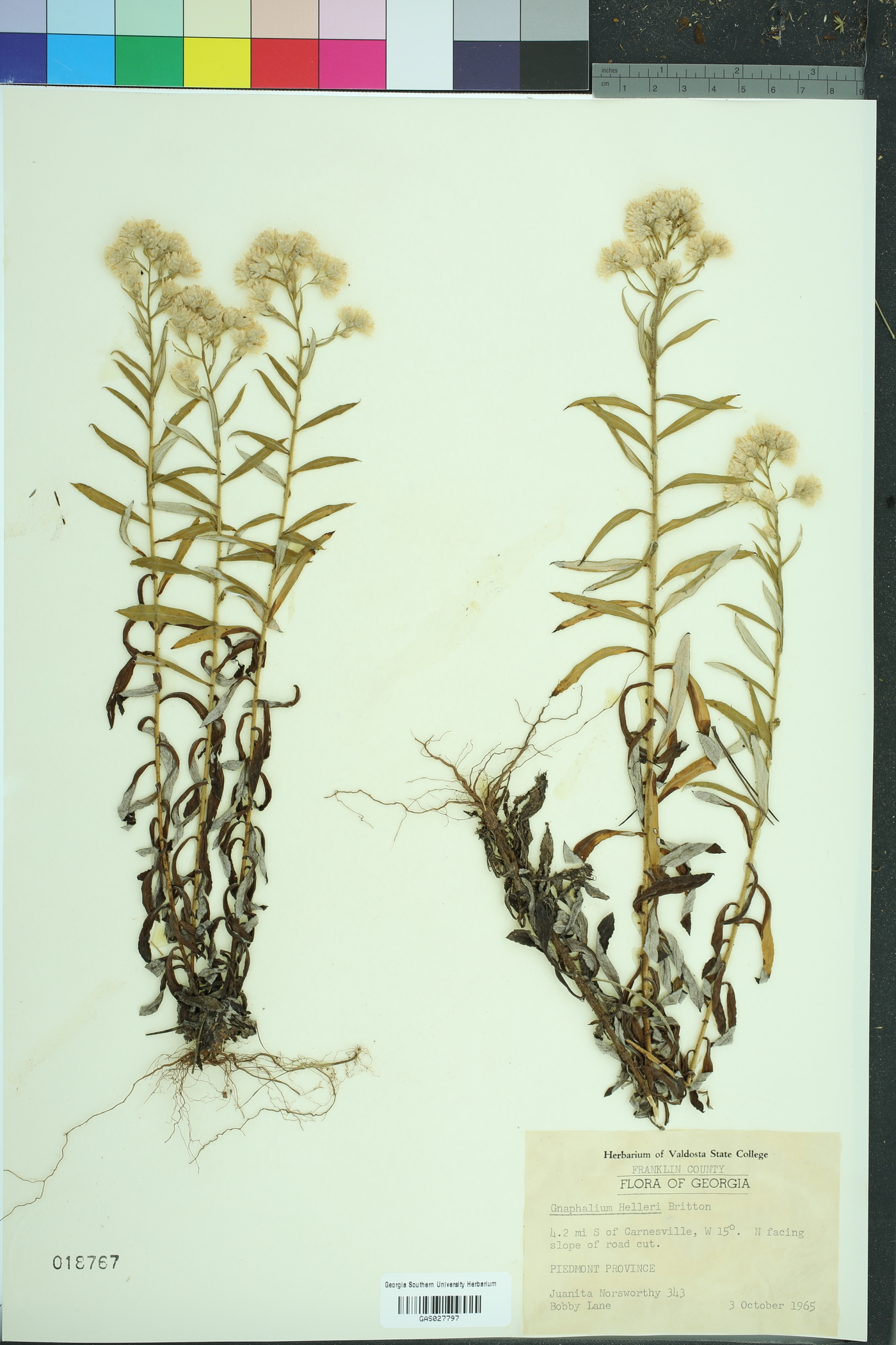 Pseudognaphalium helleri helleri image
