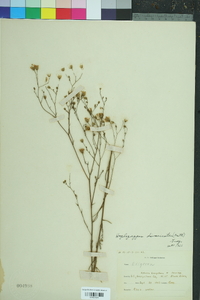 Croptilon divaricatum image