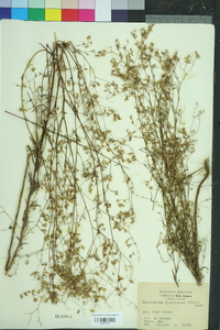 Croptilon divaricatum image