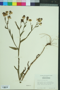 Helenium flexuosum image